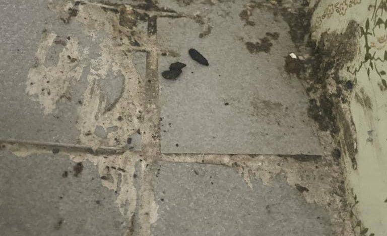 صور صادمة| صراصير في مخبز برام الله للمرة الـ3 بـ5 سنوات.. رشاوى للسلطة وراء فتحه