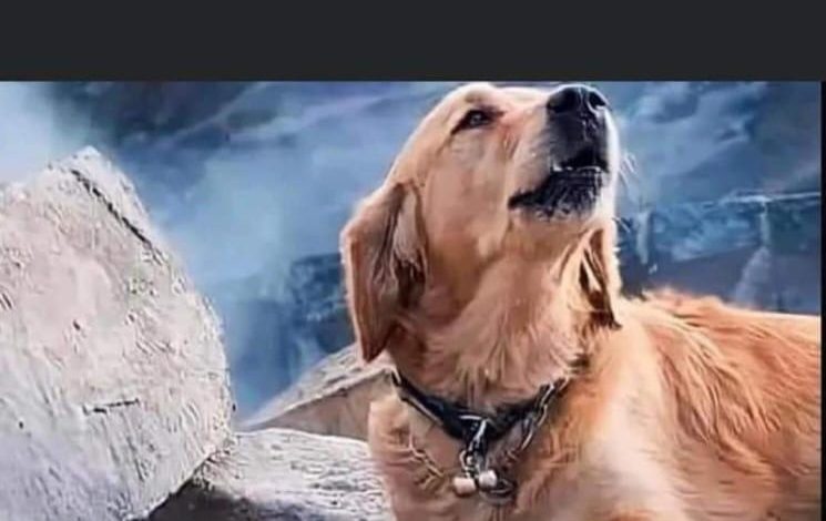 فضيحة القيادي الفتحاوي إياد نصر.. نشر صورة من تركيا على أنها لغزة