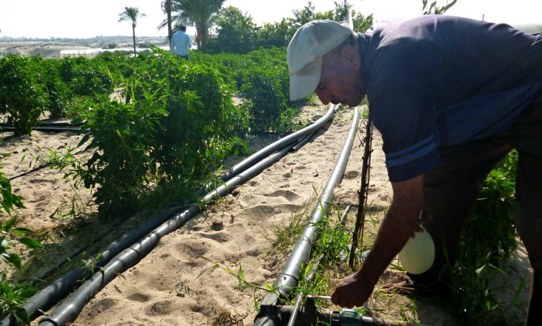 خبير اقتصادي: السلطة فشلت في توفير الأمن الغذائي واكتفت بالتصريحات الفارغة