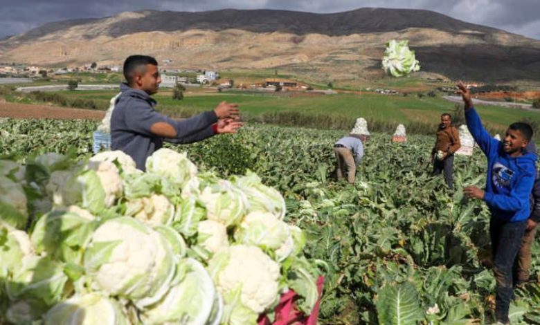 حكومة محمد مصطفى ترفض اعتماد وتنفيذ مشاريع لدعم صمود المزارعين