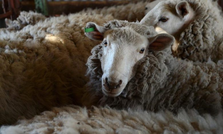 تحقيق استقصائي: وزارتي الزراعة والاقتصاد برام الله متورطتان في ملف “استيراد اللحوم الطازجة”