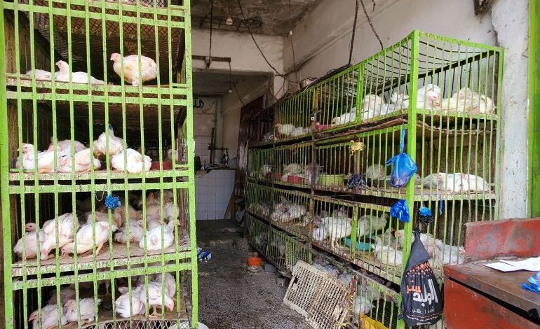 مقاطعة المواطنين تخفض أسعار الدواجن بالضفة الغربية