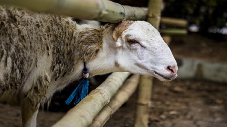 دعوات شعبية للمقاطعة.. الملاحم بالضفة توقف ذبح الخراف احتجاجاً على ارتفاع الأسعار