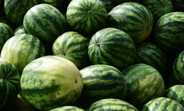بطيخ المستوطنات يغزو أسواق الضفة ومحاولات شكلية من قبل السلطة لمنع التهريب