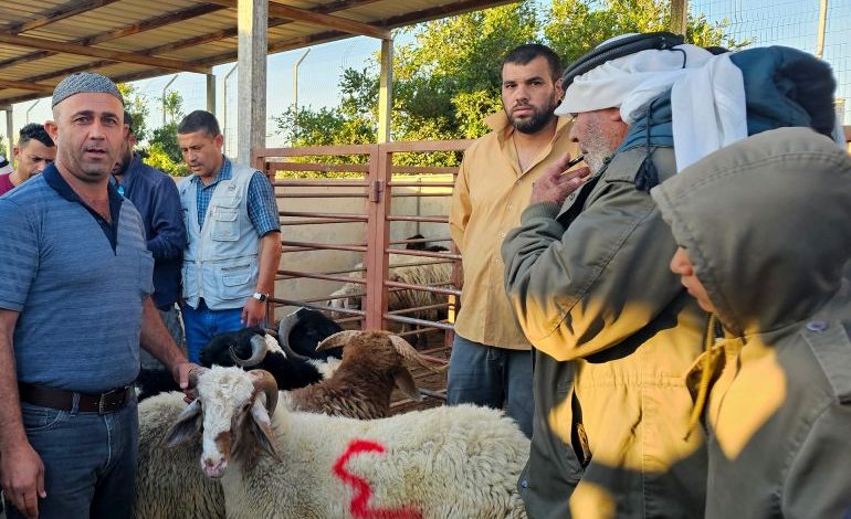 فلسطين الأعلى عربياً في أسعار الأضاحي وسط إهمال حكومي