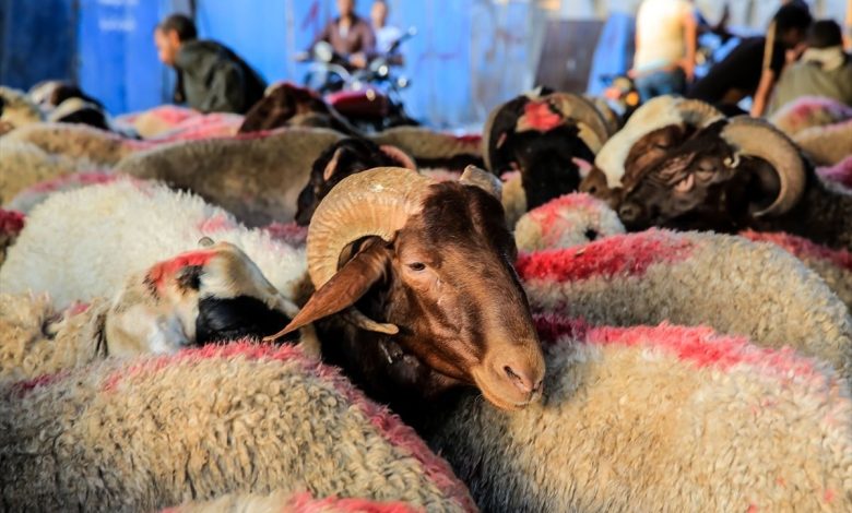 فشل سياسات السلطة.. الاحتكار والتهريب العكسي وراء أزمة أسعار اللحوم بالضفة