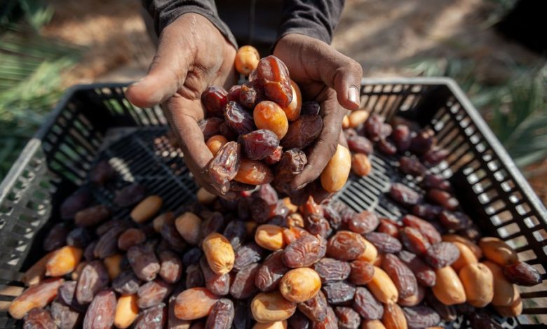 انطلاق موسم التمور بالضفة وسط تحذيرات من تبييض تمور المستوطنات