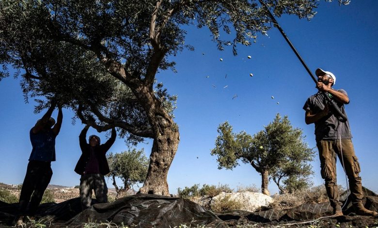 المستوطنون يكثفون هجماتهم ضد المواطنين خلال موسم قطف الزيتون بالضفة
