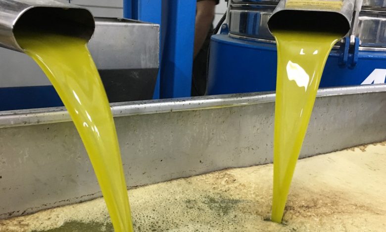 غياب الرقابة.. ارتفاع حاد في نسبة غش زيت الزيتون بالضفة الغربية