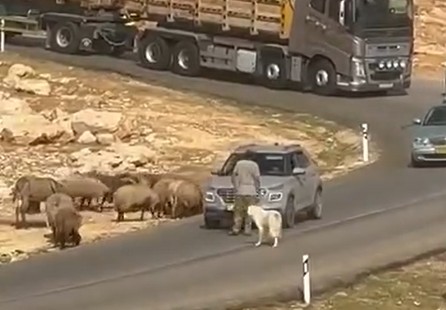في ظل سلطة وهمية.. مستوطن بمفرده يقطع طريقاً بالضفة ليرعى أغنامه