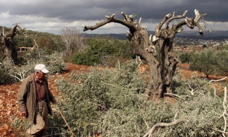 خلال أسبوع.. 7 ملايين دولار خسائر زراعية جراء اقتلاع أكثر من 8 آلاف شجرة بالضفة